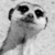 :iconcommandosmeerkat: