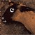 :iconcomme-je-suis: