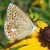 :iconcommon-blue: