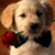 :iconcompcare0: