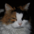 :iconcomplicateddove: