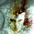 :iconconde-lirio: