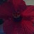 :iconconflictedshadows: