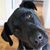:iconconfuseddogplz: