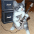 :iconconstantvelocity: