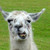 :iconcontestllamas:
