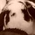 :iconcoocky5: