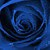 :iconcoocoo1234: