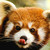 :iconcooki3art: