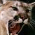 :iconcookie96: