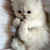 :iconcookiebunnyboo: