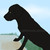 :iconcookiedoughkennels: