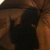 :iconcookiemonsterz995: