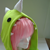 :iconcookiesdust: