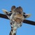 :iconcool-kids: