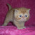 :iconcool-story-br0: