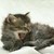 :iconcoolcat1515: