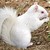 :iconcoolcat3441: