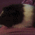 :iconcoolchicken303: