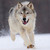 :iconcoolcowalex9: