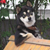 :iconcooldogplz: