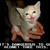 :iconcoolkitty160: