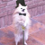 :iconcoopcl: