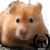 :iconcopperhamster: