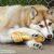 :iconcopperhusky: