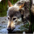:iconcopperpad: