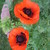 :iconcopperpoppies: