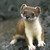 :iconcopperyon: