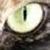 :iconcopy-cat93: