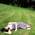 :iconcopyrogueleader: