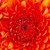 :iconcoral-estrella: