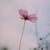 :iconcorer001: