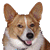 :iconcorgi-crew: