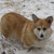 :iconcorgi333: