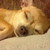 :iconcorgib: