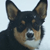 :iconcorgidragon-20: