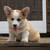 :iconcorgisluv: