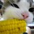 :iconcorncatplz:
