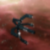 :iconcornelpeacemaker: