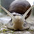 :iconcornu-aspersum: