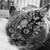 :iconcornycat: