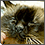 :iconcorporatecat: