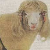 :iconcorragan-ceinwen: