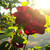 :iconcorrire: