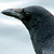 :iconcorvid-lover:
