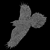 :iconCorvidCam: